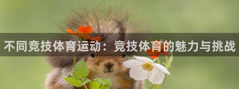 不同竞技体育运动：竞技体育的魅力与挑战